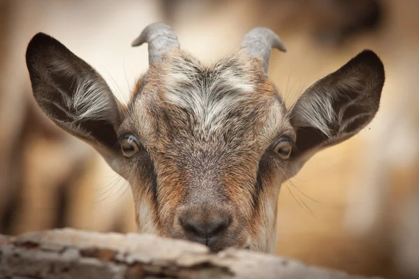 Yolda siyah köpek yavrusu — Stok fotoğraf