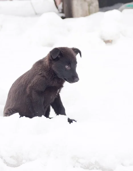도 검은색 강아지 — 스톡 사진