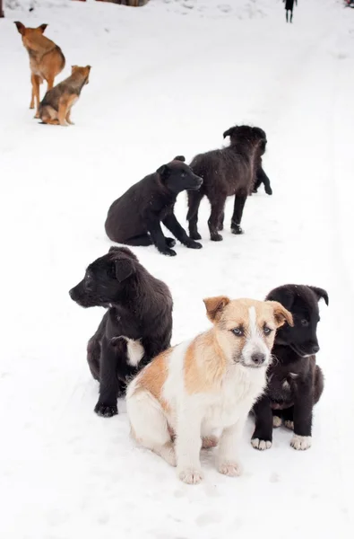 도 검은색 강아지 — 스톡 사진