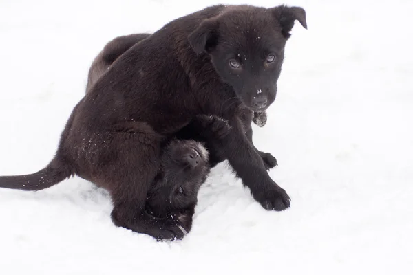 Yolda siyah köpek yavrusu — Stok fotoğraf