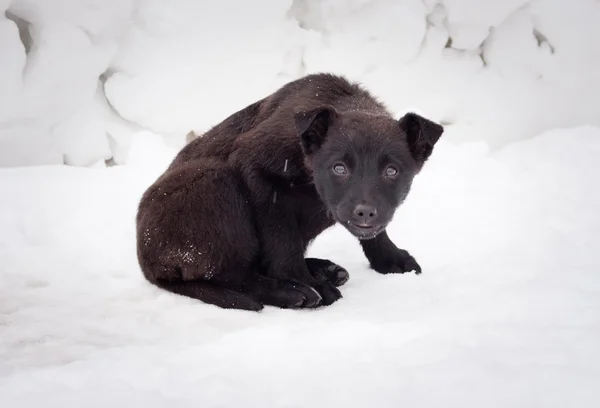 Cachorro negro en la carretera — Foto de Stock