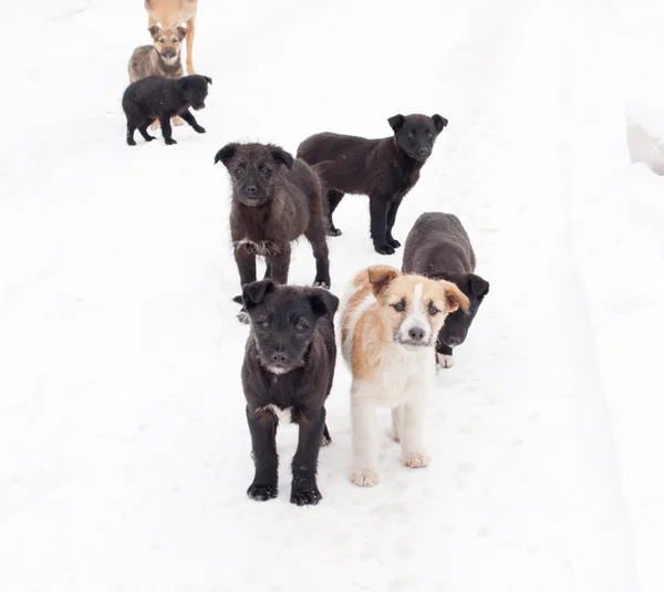 Zwarte pup op weg — Stockfoto