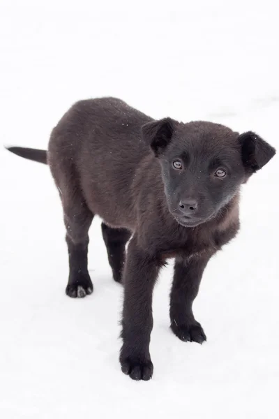 Yolda siyah köpek yavrusu — Stok fotoğraf