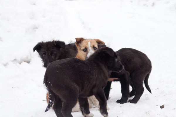 Yolda siyah köpek yavrusu — Stok fotoğraf