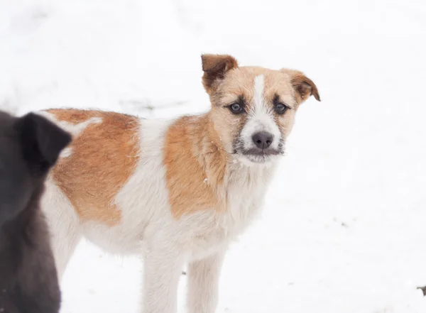 Zwarte pup op weg — Stockfoto