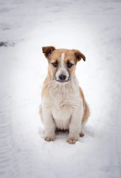 Zwarte pup op weg — Stockfoto