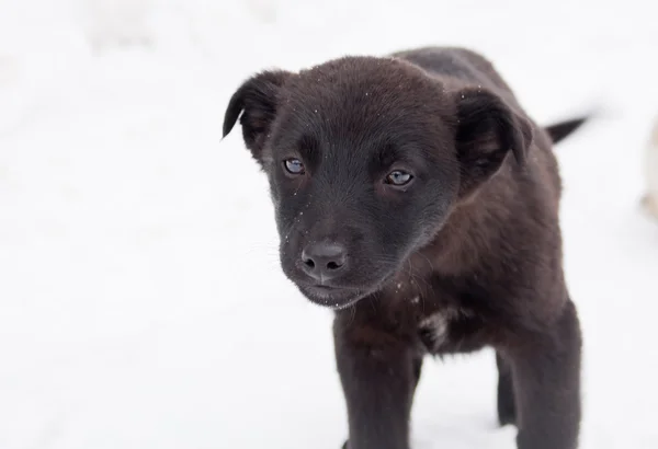 Cachorro negro en la carretera — Foto de Stock