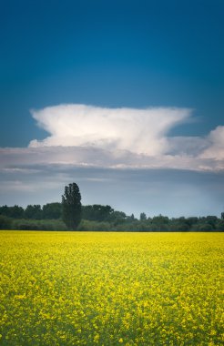 kolza tohumu güzel bulut ile alan