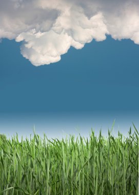 Taze yeşil çimenler