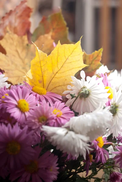 Colored autumn leaves — Stock Photo, Image