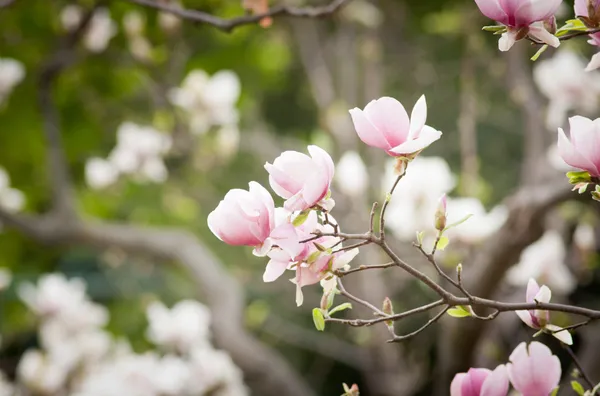 Blomning av magnolia blommor Stockbild