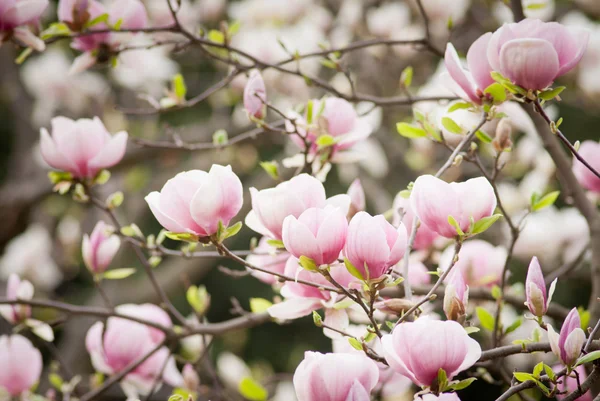 Bloei van magnolia bloemen Rechtenvrije Stockafbeeldingen
