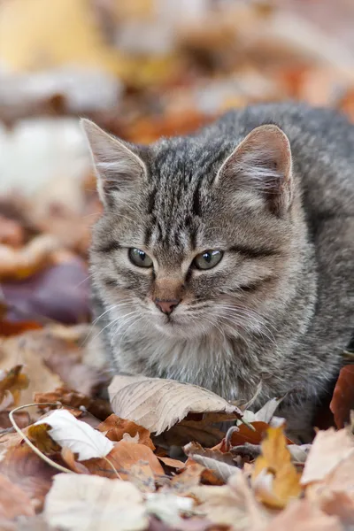 小小的猫 — 图库照片