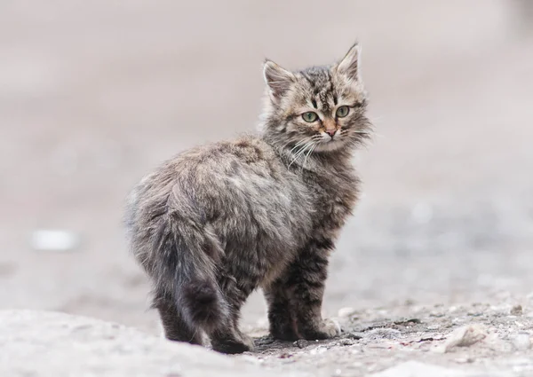 小小的猫 — 图库照片