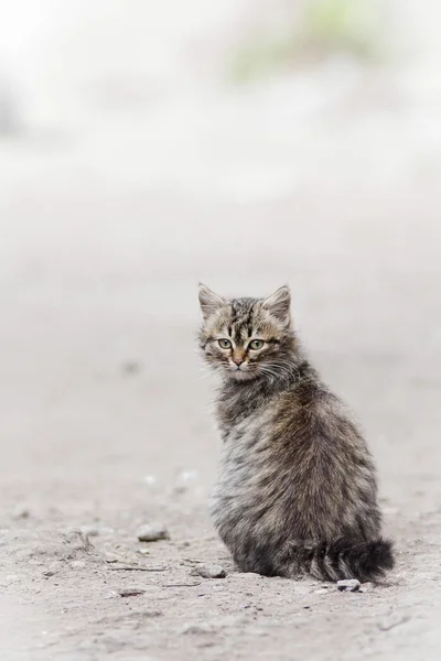 Little cat — Stock Photo, Image