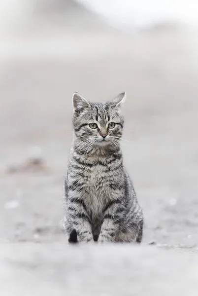Lille katt – stockfoto