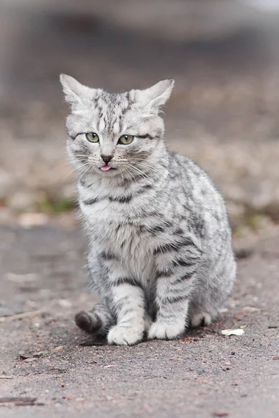 Kleine kat Rechtenvrije Stockafbeeldingen