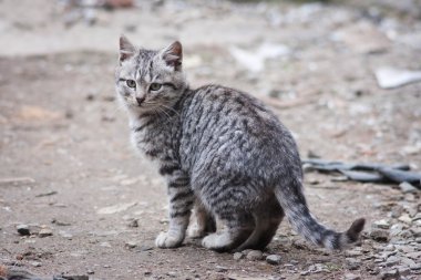 küçük kedi