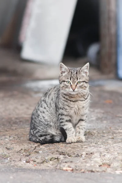 小小的猫 — 图库照片