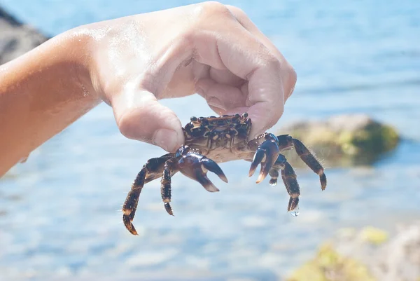 Handle fresh water crab — Stock Photo, Image