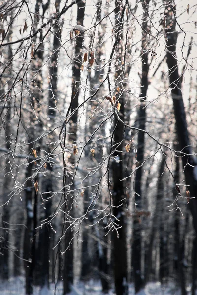 Escena de invierno —  Fotos de Stock