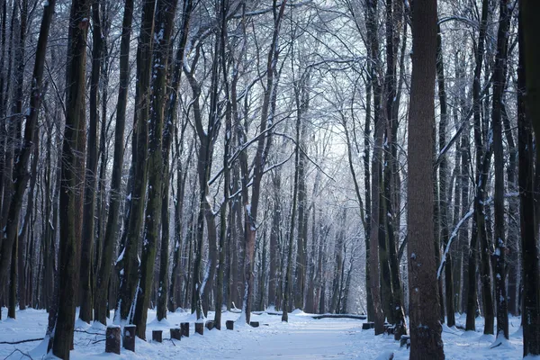 Vinter scen Stockbild