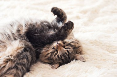 Uyuyan mutlu tekir kedicik, açık kürk örtüsünün üzerinde yatıyor.