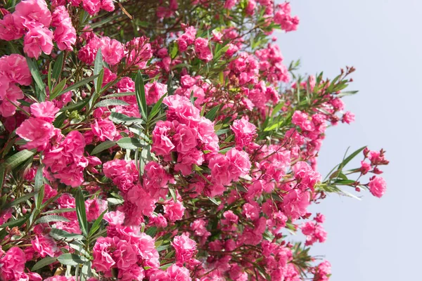 Close Flores Oleandro Rosa Com Folhas Verdes — Fotografia de Stock