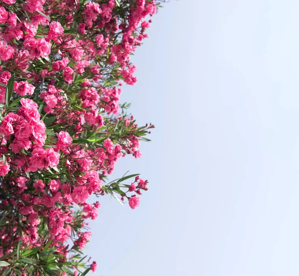 Cerca de flores de adelfa rosa con hojas verdes Imágenes de stock libres de derechos