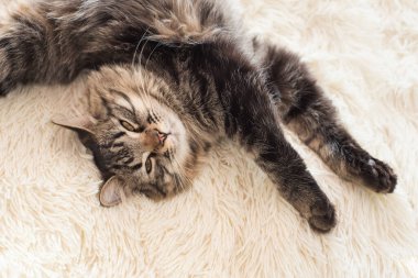 Kürk örtüsünde uyuyan mutlu tekir kedicik