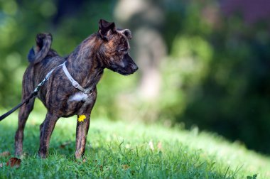 hayvan - köpek - genç karışık Breed