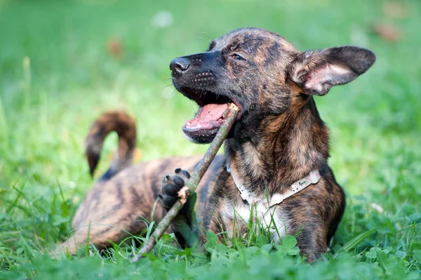 Zwierzę - pies - młody mieszany rasa — Zdjęcie stockowe