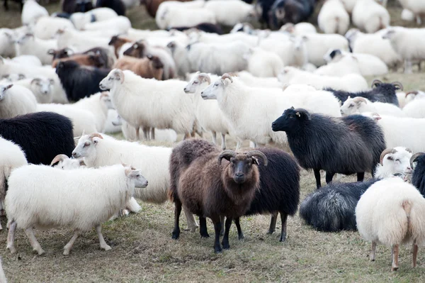 Iceland - Sheep drive at Lake Myvatn — Stock Photo, Image