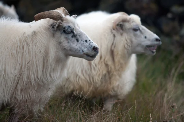 Ισλανδία - πρόβατα οδηγείτε σε λίμνη myvatn Royalty Free Εικόνες Αρχείου