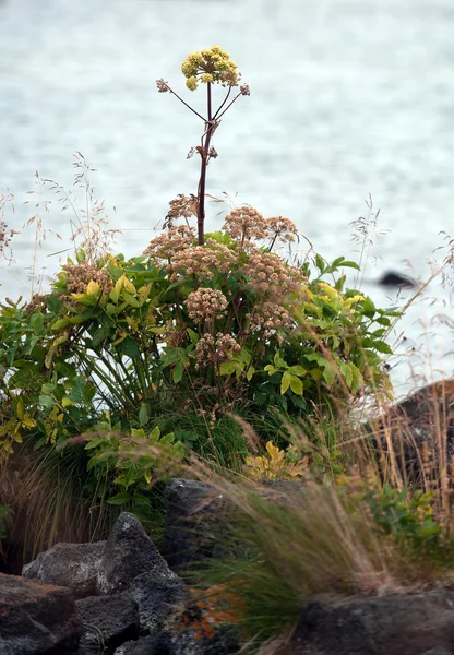 IJsland - het noordoosten - angelica — Stockfoto