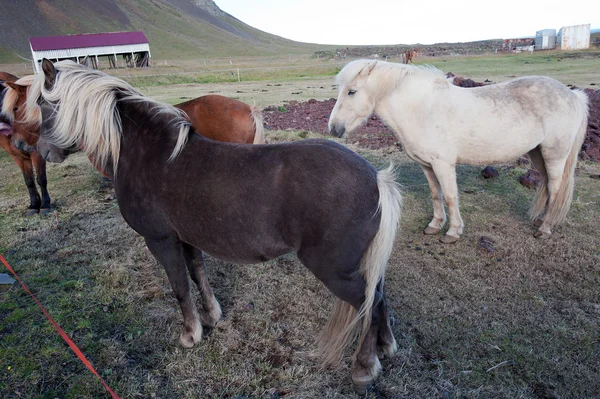 İzlanda - kuzeybatı - Yarımadası sneifellsnes — Stok fotoğraf