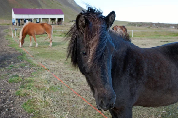 Islandia - północno-zachodniej - półwysep sneifellsnes — Zdjęcie stockowe