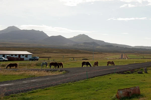 Islande - Nord-Ouest - Péninsule de Sneifellsnes — Photo