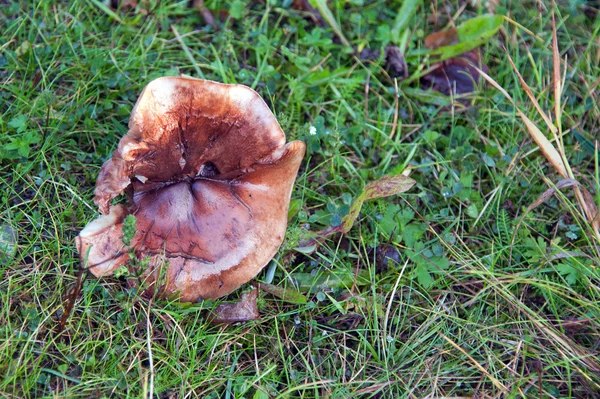 Iceland - Reykjavik - Icelandic mushroom — Stock Photo, Image