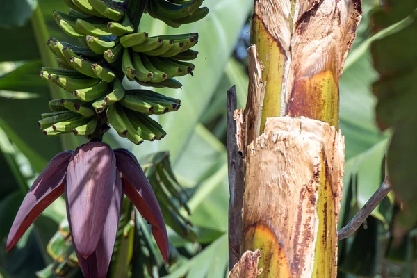 La palma 2013 - banan träd — Stockfoto