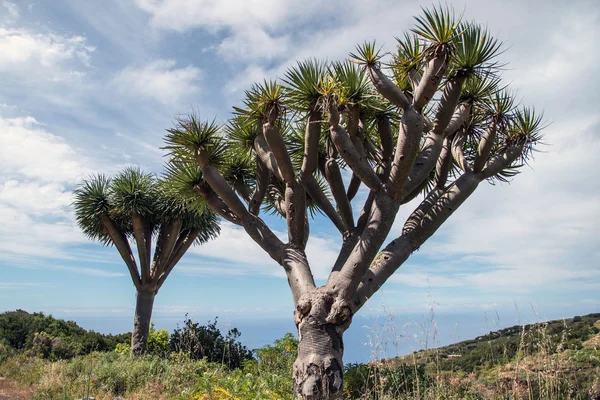 La Palma 2013 - Dragon Tree — Stockfoto