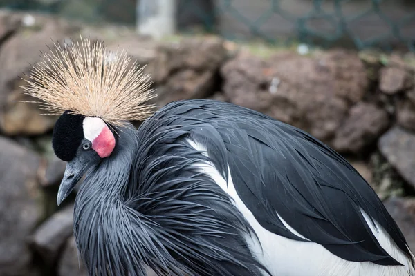 La Palma 2013 - Grúa Coronada Gris — Foto de Stock