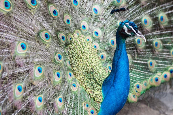 La Palma 2013 - Peacock — Stock Photo, Image