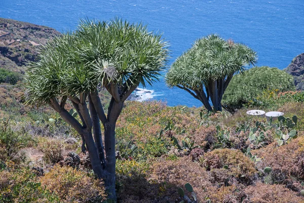 La palma 2013 - smocze drzewo — Zdjęcie stockowe