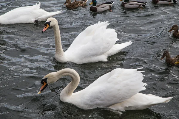 Wickede op het Ruhrgebied 2014 — Stockfoto