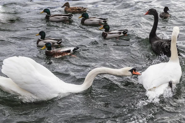 Wickede op het Ruhrgebied 2014 — Stockfoto