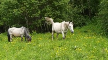 Tatil manzarası. Akşamları at dışarıda. Rus Altai dağları. Çoklu