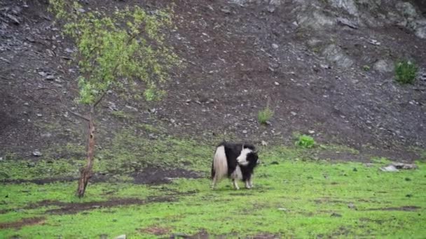 Sort og hvid yak i zoologisk have. Spiser græs på gården. Langt hår ko portræt. Altay – Stock-video