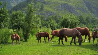 Tatil manzarası. Akşamları at dışarıda. Rus Altai Dağları