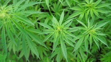 Kenevir yeşili bitki. Kanun karşıtı bitki. Cbd alanı. Kenevir bahçesi. Tıbbın dış mekan geçmişi. Uyuşturucu tarımı. Tüttüren doğa çiftliği. Yağ otu. Bilim kültürü